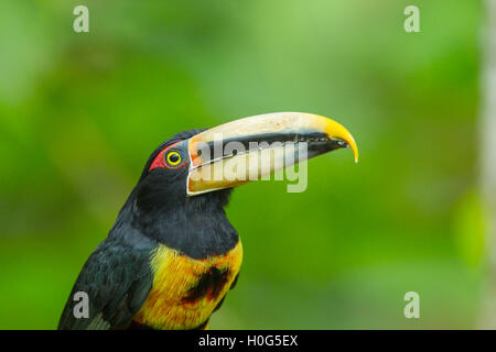 Un pallido mandibled aracari uccello adulto appollaiato su un ramo di un albero in una foresta pluviale tropicale in Ecuador, Sud America Foto Stock