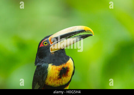 Un pallido mandibled aracari uccello adulto appollaiato su un ramo di un albero in una foresta pluviale tropicale in Ecuador, Sud America Foto Stock