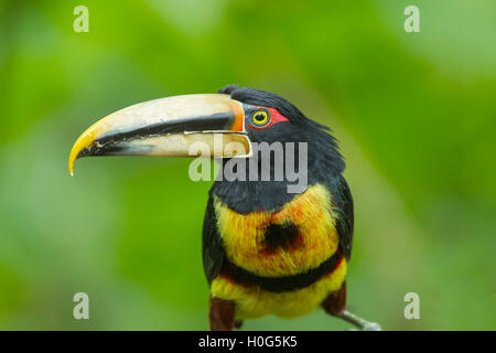 Un pallido mandibled aracari uccello adulto appollaiato su un ramo di un albero in una foresta pluviale tropicale in Ecuador, Sud America Foto Stock