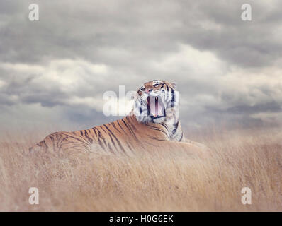 Tigre del Bengala in appoggio in erba e ruggente Foto Stock