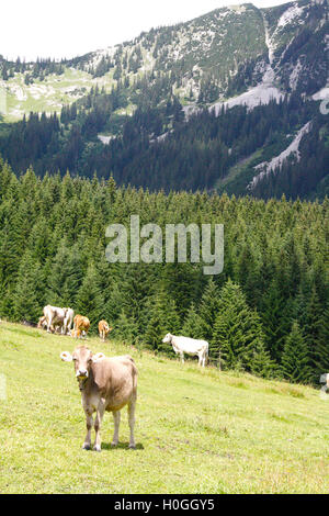 Le vacche in piedi in campo nei pressi di montagna in Tirolo, Austria Foto Stock