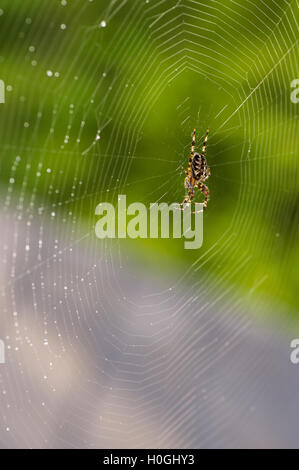 Occupata la filatura di un disegno geometrico, una striata, giardino spider pende sul suo delicato, setosa, orb web - West Yorkshire, Inghilterra. Foto Stock