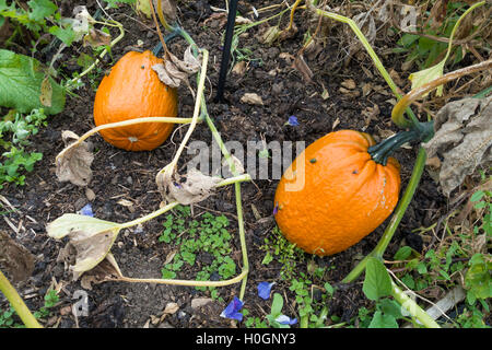 Knucklehead Zucche crescono in Helmsley Walled Garden Foto Stock