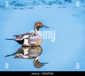 Chi è il più bello? Certamente questo northern pintail duck pone abbastanza a lungo per la riflessione in acqua per essere quasi perfetta Foto Stock