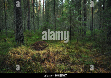 Ant Hill in inizio autunno nella taiga forest Foto Stock