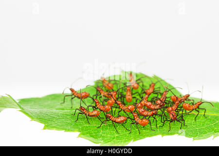 Milkweed immaturi Assassin Bug, Zelus longipes, in un atteggiamento difensivo cycloalexic formazione. Foto Stock