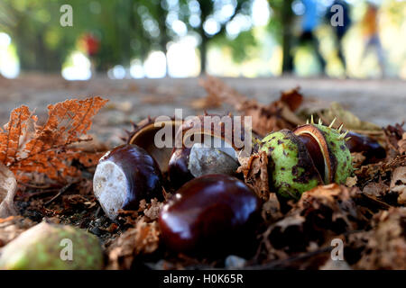 Colonia, Germania. Il 22 settembre, 2016. Il sole splende su castagni sul ciglio della strada a Colonia, Germania, 22 settembre 2016. Foto: FEDERICO GAMBARINI/dpa/Alamy Live News Foto Stock