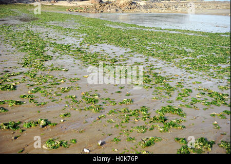 Qingdao, Qingdao, Cina. Il 22 settembre, 2016. Qingdao, CINA-Settembre 21 2016:?(Editorial?uso?Solo.?CINA?OUT) lotti di lattuga di mare copre la spiaggia di Qingdao, Oriente Cina¡Â¯s Provincia di Shandong, Settembre 21st, 2016.i pescatori locali dicono che la lattuga di mare è un gruppo di parte edibile di alghe verdi che è ampiamente distribuita lungo le coste degli oceani di tutto il mondo e non arreca nessun danno all'ambiente. © SIPA Asia/ZUMA filo/Alamy Live News Foto Stock