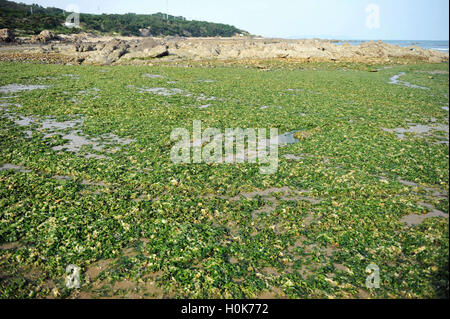 Qingdao, Qingdao, Cina. Il 22 settembre, 2016. Qingdao, CINA-Settembre 21 2016:?(Editorial?uso?Solo.?CINA?OUT) lotti di lattuga di mare copre la spiaggia di Qingdao, Oriente Cina¡Â¯s Provincia di Shandong, Settembre 21st, 2016.i pescatori locali dicono che la lattuga di mare è un gruppo di parte edibile di alghe verdi che è ampiamente distribuita lungo le coste degli oceani di tutto il mondo e non arreca nessun danno all'ambiente. © SIPA Asia/ZUMA filo/Alamy Live News Foto Stock