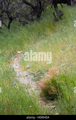 Il sentiero Reavis passando attraverso il deserto di graminacee nel Superstition Mountains. Tonto National Forest, Arizona Foto Stock