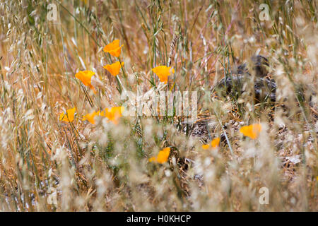 California poppy wildlfowers lungo il sentiero Reavis nel Superstition Mountains. Tonto National Forest, Arizona Foto Stock