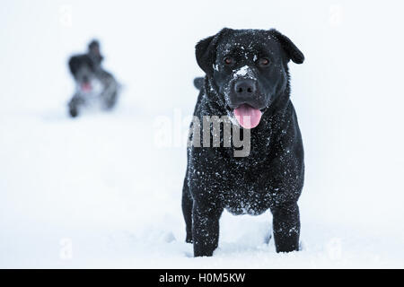 Un labrador nero attende con impazienza nella neve profonda per il prossimo gioco per iniziare, prima dell'altro cane catture fino. Foto Stock