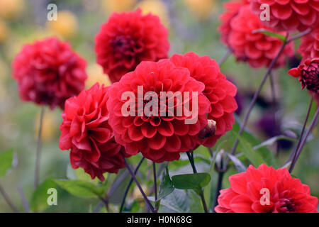 Bellissimi fiori di colore rosso. Dahlia Arnhem Foto Stock