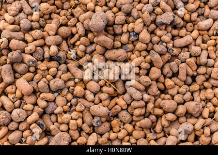 Calore di argilla espansa ciottoli utilizzati come mezzi di crescita in hydroponics. Background close up di pellet. Foto Stock