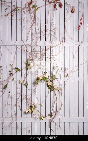 Bianco recinzione di legno intrecciati con Rose in studio Foto Stock