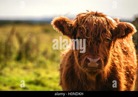 Colpo tradizionale di uno dei nostri simboli nazionali, questo piccolo ragazzo è molto fotogenico! Foto Stock