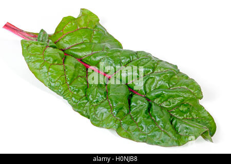 Studio shot sopra vista della sola foglia verde di bietole spinaci con stelo rosso su sfondo bianco Foto Stock