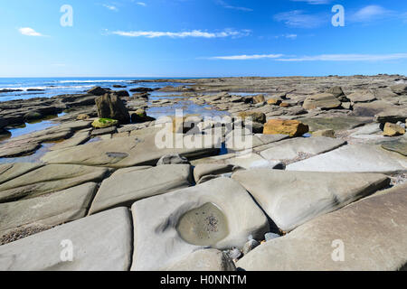 Dettagli della roccia erosa formazioni, Coalcliff, Nuovo Galles del Sud, NSW, Australia Foto Stock