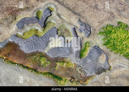 I dettagli delle formazioni rocciose lungo il Grand Pacific Drive, Coalcliff, regione di Illawarra, Nuovo Galles del Sud, NSW, Australia Foto Stock