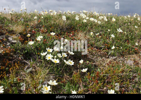 Mountain avens (Dryas octopetala), tundra, Fjäll, Norvegia del Nord, Norvegia, Scandinavia Foto Stock