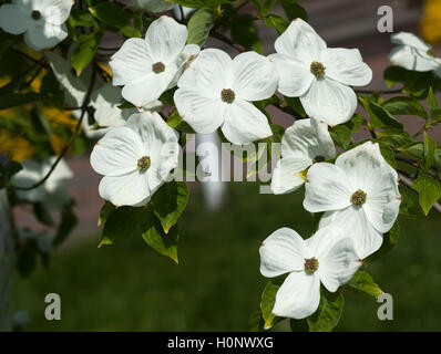 Mountain sanguinello (Cornus nuttallii) fiori, Meclemburgo-Pomerania, Germania Foto Stock