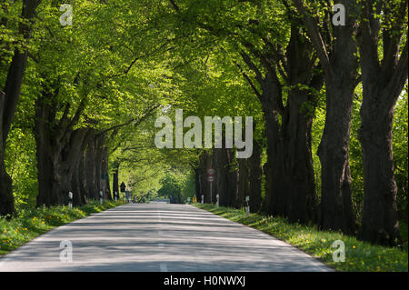 Largeleaf tiglio (Tilia platyphyllos) Avenue, la strada vicino a Ratzeburg, Schleswig-Holstein, Germania Foto Stock