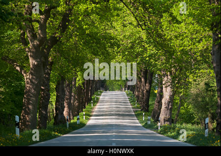 Largeleaf tiglio (Tilia platyphyllos) Avenue, la strada vicino a Ratzeburg, Schleswig-Holstein, Germania Foto Stock