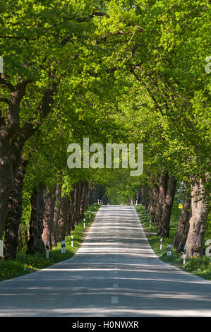 Largeleaf tiglio (Tilia platyphyllos) Avenue, la strada vicino a Ratzeburg, Schleswig-Holstein, Germania Foto Stock