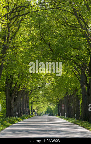 Largeleaf tiglio (Tilia platyphyllos) Avenue, la strada vicino a Ratzeburg, Schleswig-Holstein, Germania Foto Stock