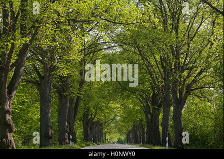 Largeleaf tiglio (Tilia platyphyllos) Avenue, la strada vicino a Ratzeburg, Schleswig-Holstein, Germania Foto Stock