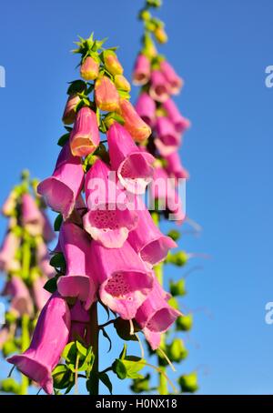 Foxglove comune (Digitalis purpurea) fiore, tossici pianta medicinale, Germania Foto Stock