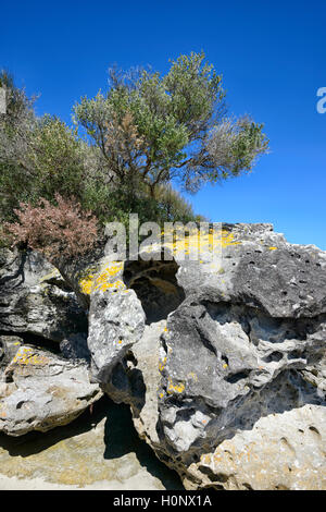Vista della roccia cava, una roccia erosa formazione a Bindijine Beach, Jervis Bay, Beecroft gamma di armi, Nuovo Galles del Sud, NSW, Australia Foto Stock