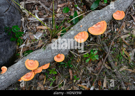 Staffa di colore arancione fungo, Nuovo Galles del Sud, NSW, Australia Foto Stock