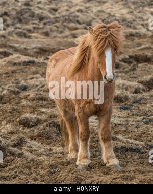 Marrone cavallo islandese, islandese cavallo di razza (Equus islandicus), ritratto, Regione meridionale Islanda Foto Stock