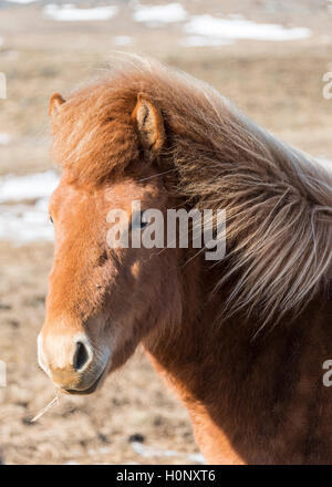 Marrone cavallo islandese, islandese cavallo di razza (Equus islandicus), ritratto, Regione meridionale Islanda Foto Stock
