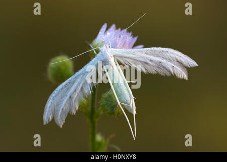 Pennacchio bianco tarma (Pterophorus pentadactyla), Burgenland, Austria Foto Stock