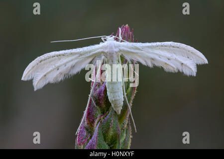 Pennacchio bianco tarma (Pterophorus pentadactyla), Burgenland, Austria Foto Stock
