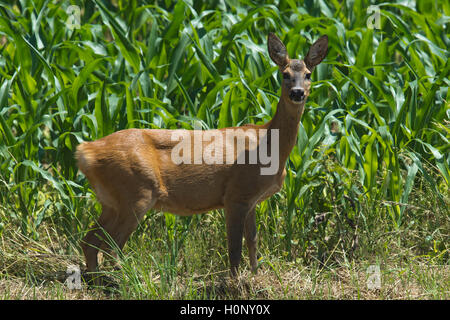 Il capriolo (Capreolus capreolus) nella parte anteriore di un campo di mais, femmina, Limbach, Burgenland, Austria Foto Stock