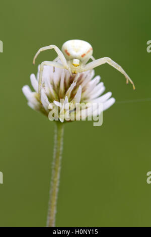 Il ragno granchio (Misumena vatia) sul trifoglio bianco, Limbach, Burgenland, Austria Foto Stock