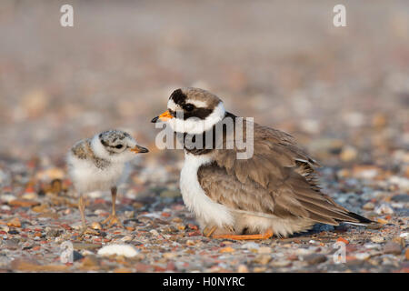 Comune di inanellare plover (Charadrius hiaticula) con pulcino, Texel, provincia Olanda Settentrionale, Paesi Bassi Foto Stock