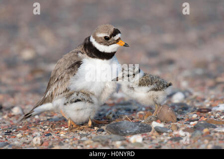 Comune di inanellare plover (Charadrius hiaticula) con pulcino, Texel, provincia Olanda Settentrionale, Paesi Bassi Foto Stock