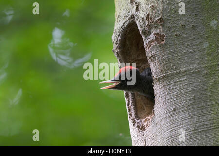 Picchio nero (Dryocopus martius), giovane uccello guardando al di fuori del foro di nesting, Wittlich, Renania-Palatinato, Germania Foto Stock