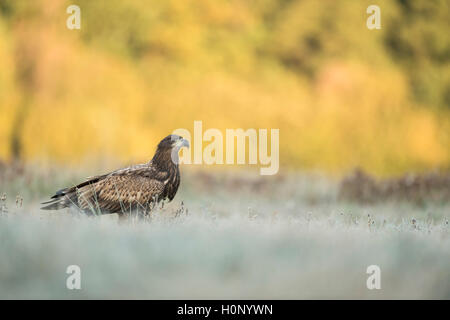 White-tailed Eagle / Sea Eagle / Seeadler ( Haliaeetus albicilla ), giovani bird, seduti su brina coperto la prateria. Foto Stock