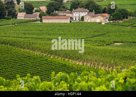 Vigneto, Saint Emilion, bordeaux, Francia, Europa Foto Stock