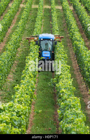 Il trattore al lavoro durante il raccolto in vigna a St Emilion, Bordeaux Regione del Vino della Francia Foto Stock