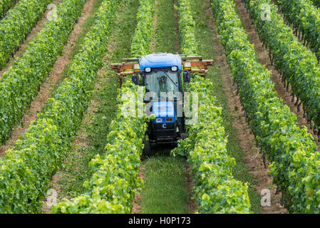 Il trattore al lavoro durante il raccolto in vigna a St Emilion, Bordeaux Regione del Vino della Francia Foto Stock