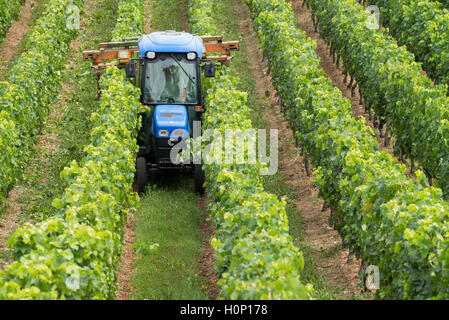 Il trattore al lavoro durante il raccolto in vigna a St Emilion, Bordeaux Regione del Vino della Francia Foto Stock