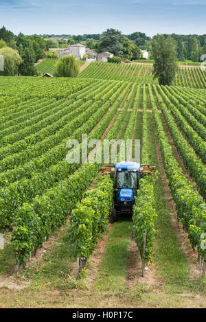 Il trattore al lavoro durante il raccolto in vigna a St Emilion, Bordeaux Regione del Vino della Francia Foto Stock