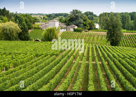 Il trattore al lavoro durante il raccolto in vigna a St Emilion, Bordeaux Regione del Vino della Francia Foto Stock