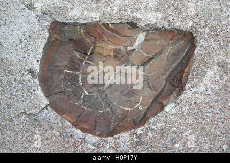 Sezione trasversale attraverso un nodulo Septarian trovato alla Malltraeth, Anglesey, Regno Unito Foto Stock